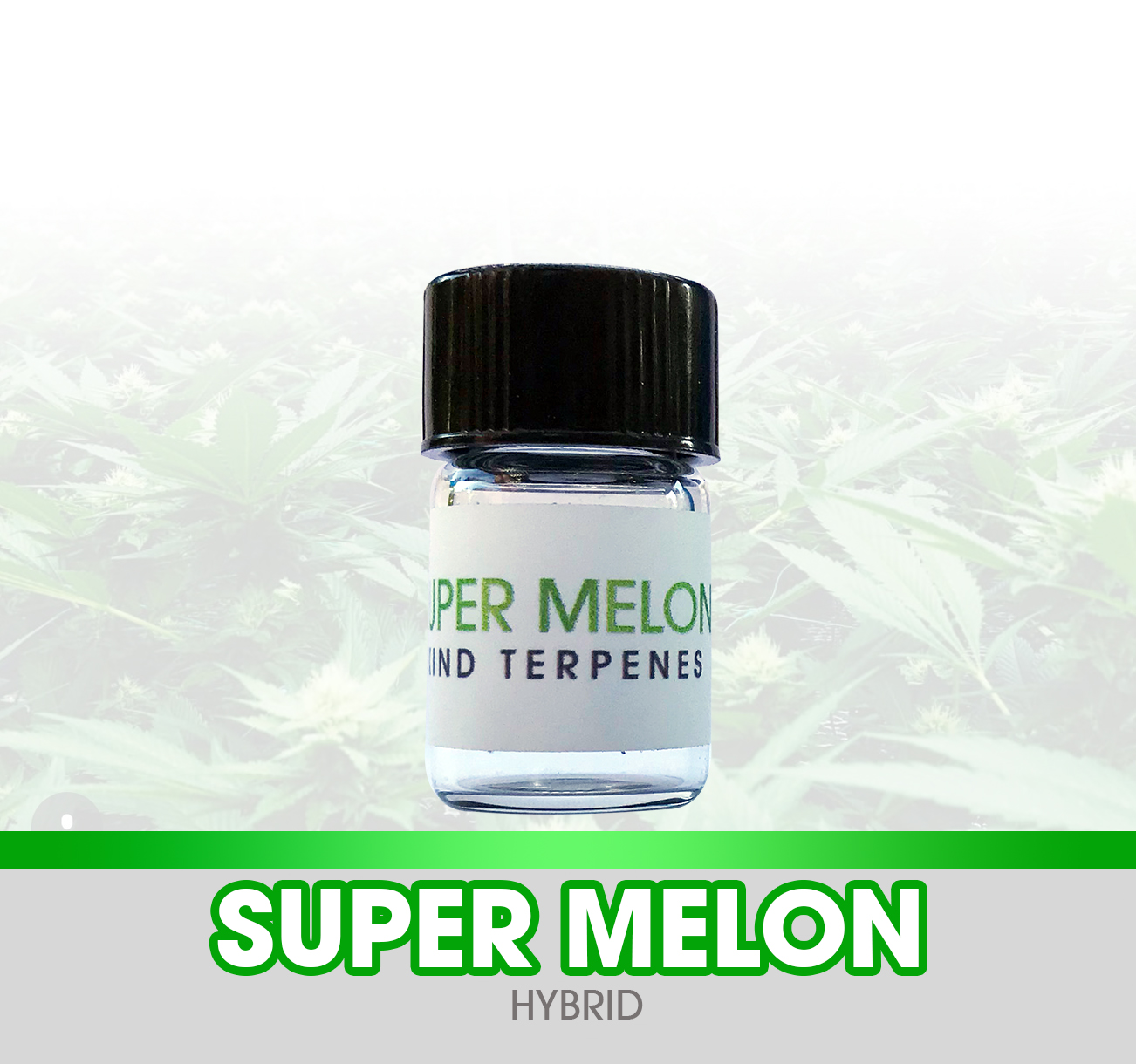 Super Melon OG Kush Kind Terpenes