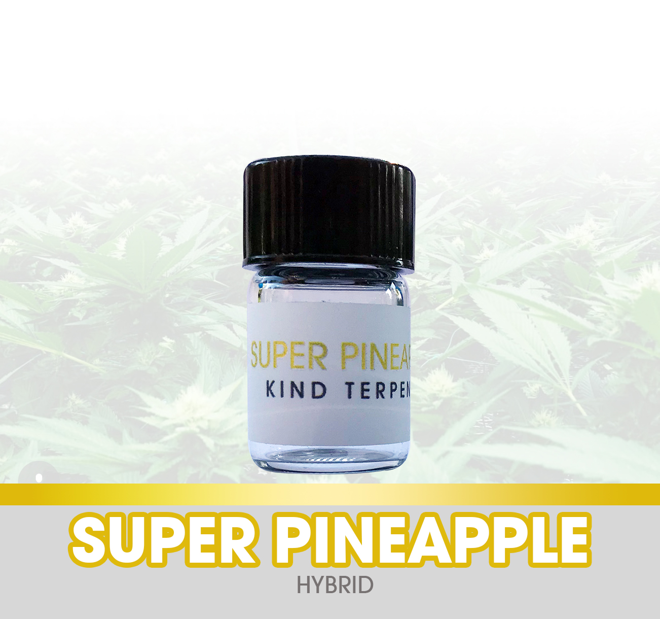 Super Pineapple OG Kush Kind Terpenes